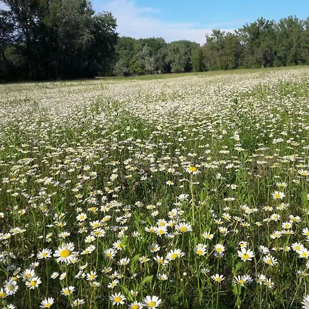 Domek Nad Lakami. Miedzy Wisla A Kampinosem * Duchowne Polski